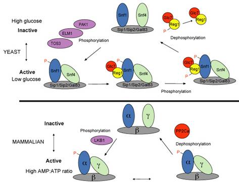 AMPK/SNF1 pathways